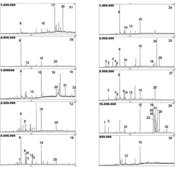 Figure 5. Gas chromatograms with mass spectrometry detection in the scan mode of ten Pilea species