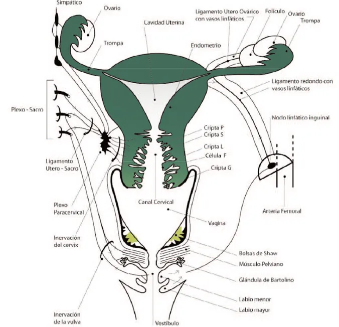 Fig. 3. Principales estructuras anatómicas del aparato genital femenino.