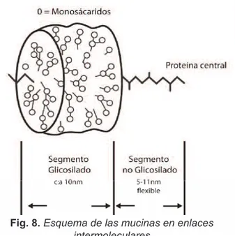 Fig. 8. Esquema de las mucinas en enlaces  intermoleculares