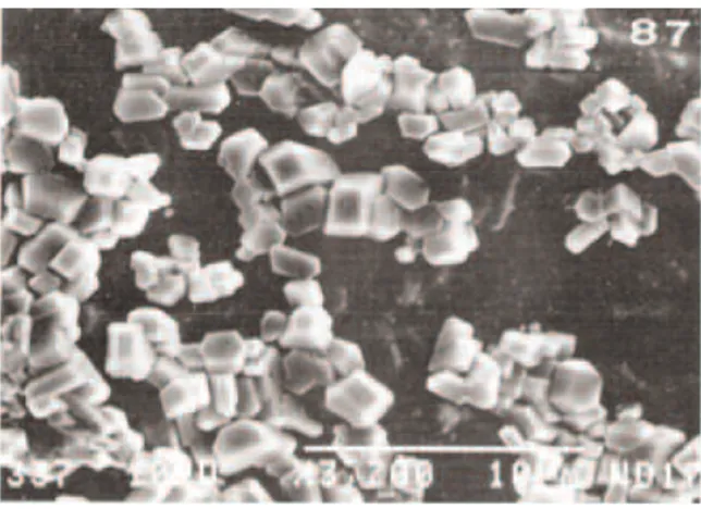 Fig. 12. Microscopía electrónica de moco L