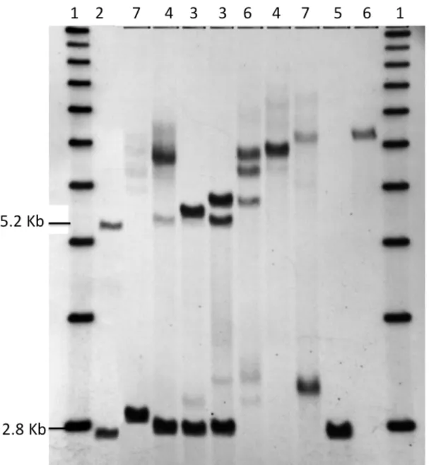 Figura  2.6.  Southern  blot.  1.  Escalera  de  medidas  conocidas  en  KB  de  bandas  producidas por la migración de DNA