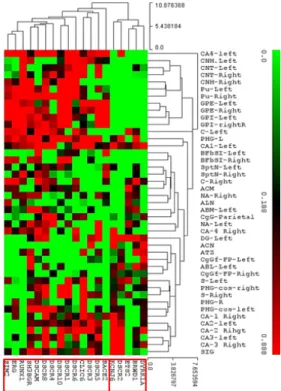 Figure 2. Heath map of the cluster analysis using the medians distance values of  nineteen genes of DSCR along several substructures of the Cerebral Nuclei and  Limbic Lobe