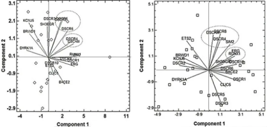 Figure 3. Distribution of nineteen genes located at de DSCR in the two Cartesian planes represented by  the biplot obtained using the principal component analysis of the  expression values at limbic lobe (left)   and cerebral nuclei (right).