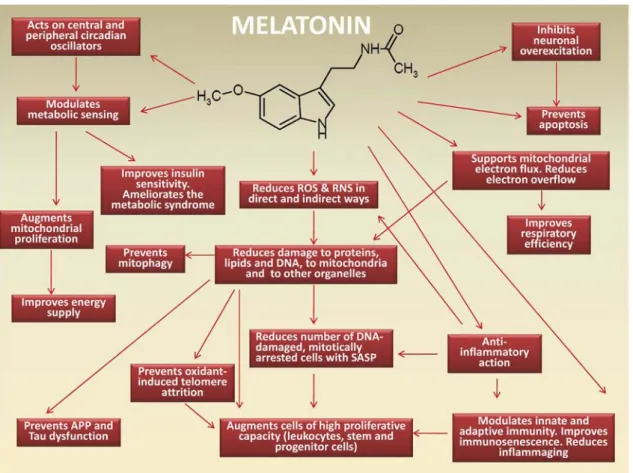 Fig. 1. Overview of the multiple actions of melatonin that antagonize brain inﬂammaging.