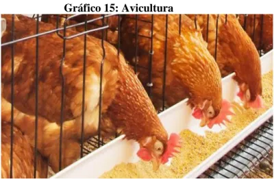Gráfico 15: Avicultura 