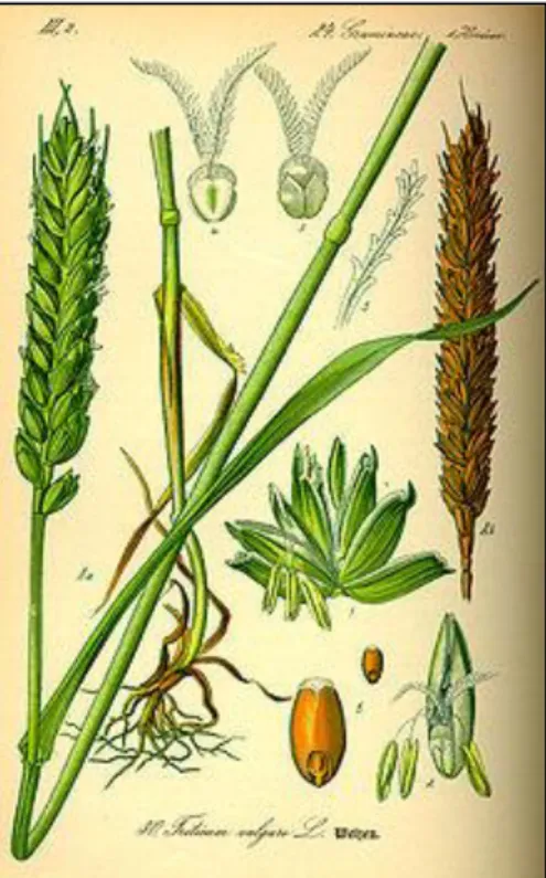 Figura 6. Ilustración morfológica de la planta de trigo, Prof. Dr. Otto Wilhelm, “Flora von  Deutschland, Österreich und der Schweiz'' 1885, Gera, Germany