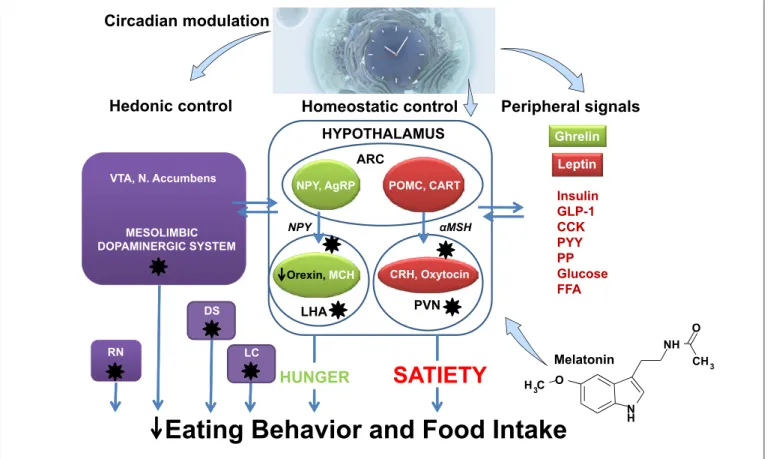 Fig. 1.  Possible factors implicated in eating behavior and food in- in-take in AD. Eating behavior is regulated by hedonic, homeostatic  and peripheral signals
