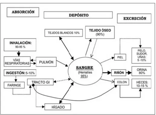 Figura 3.  Modelo simplificado del metabolismo del plomo en el  organismo humano (Fuente: Corey, 1999)