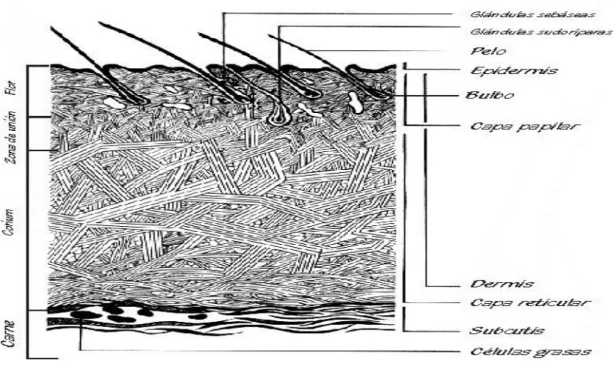 Gráfico 1.  La piel ovina.  