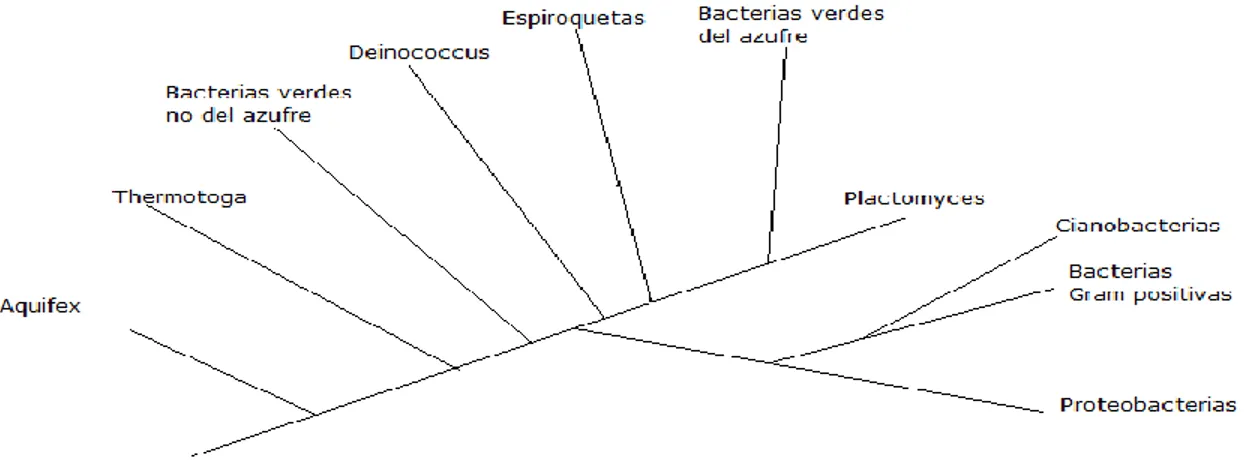 Figura 2.3. Árbol filogenético detallado del dominio Bacteria. 