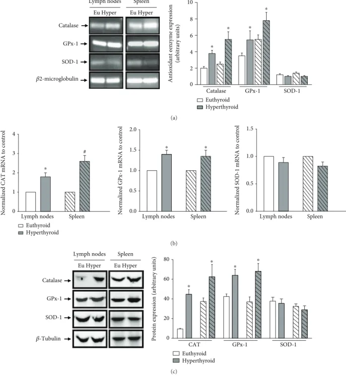 Figure 3: Genomic and protein expression of antioxidant enzymes. (a) The genomic expression of CAT, GPX-1, and SOD-1 was evaluated by conventional PCR