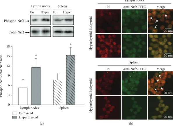 Figure 5: Phosphorylation of Nrf-2. (a) The expression of phosphorylated Nrf-2 and total Nrf-2, in lymph node and spleen cells of euthyroid and hyperthyroid mice, was quantiﬁed by western blot assays, using a speciﬁc antibody that recognizes the phosphoryl