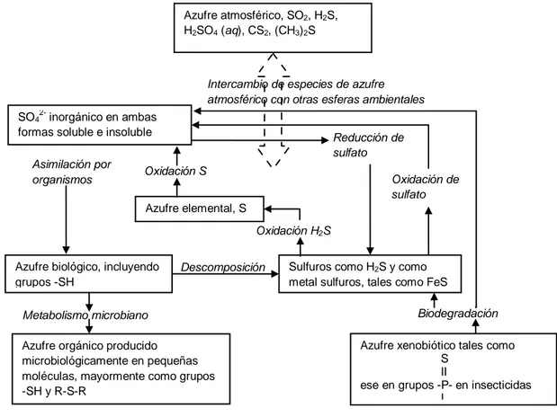 Figura 2. Ciclo del azufre (Manahan, 1994). 