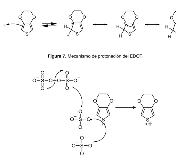 Figura 7. Mecanismo de protonación del EDOT. 