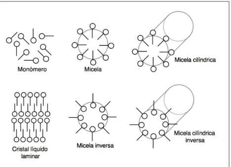 Figura II.6. Diferentes tipos de micelas. (Salager, 1992) 