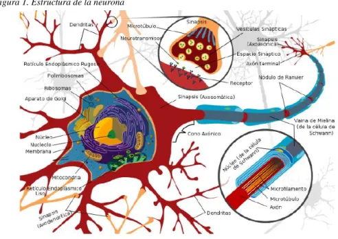 Figura 1. Estructura de la neurona 