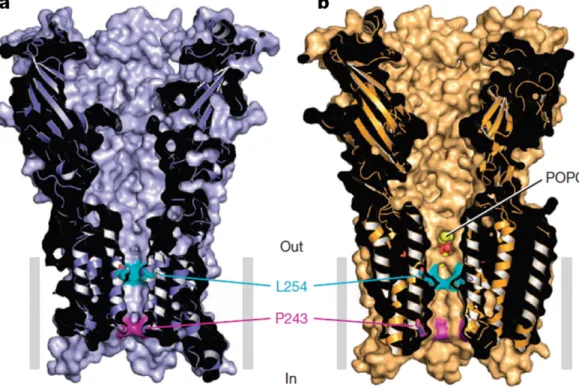 Fig. 4. Location of the phospholipid POPC at one of the inter-subunit sites in GluCl. Phospholipids compete with the antiparasitic drug Ivermectin and potentiate glutamate binding to the GluCl channel of the nematode C