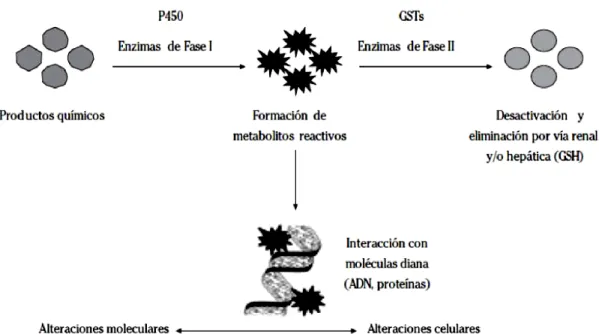 Figura  3  Esquema  de  las  reacciones  catalizadas  por  las  enzimas  y  sus  repercusiones  a  nivel  molecular y celular