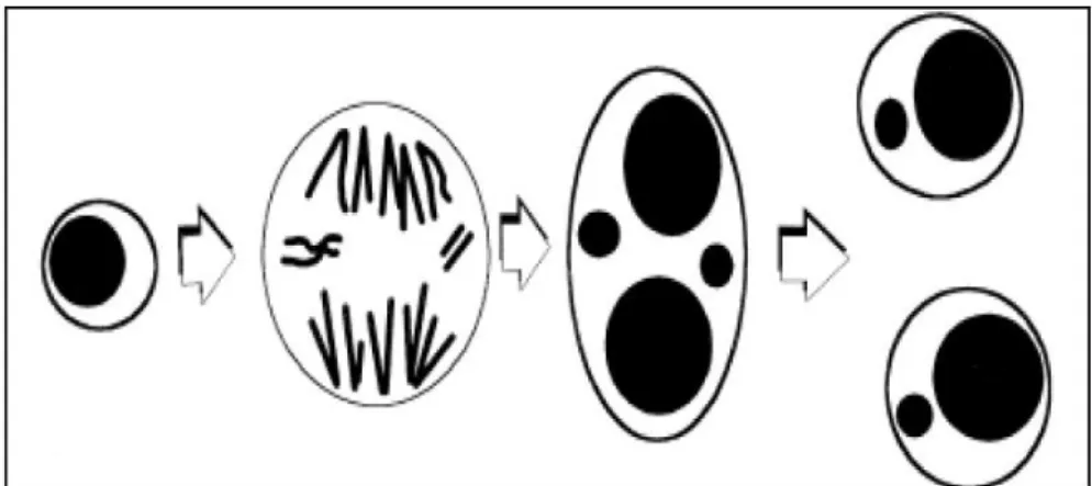 Figura  5  Origen  de  los  micronúcleos.  Pérdida  de  un  cromosoma  o  de  un  fragmento  acéntrico  durante la anafase celular