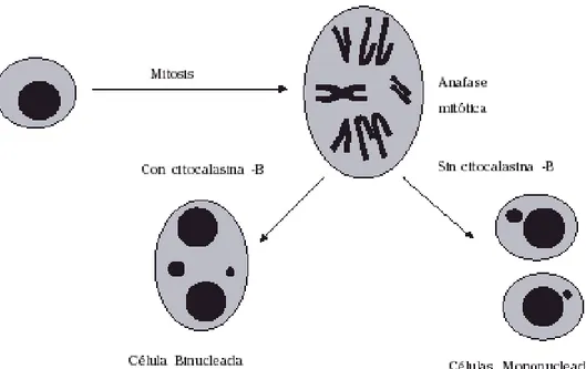 Figura 6 Esquematización de la función de la citocalasina-B en la citocinesis. (Zalacain M