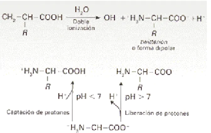 Fig. 3.  Formas electrónicas de aminoácidos 
