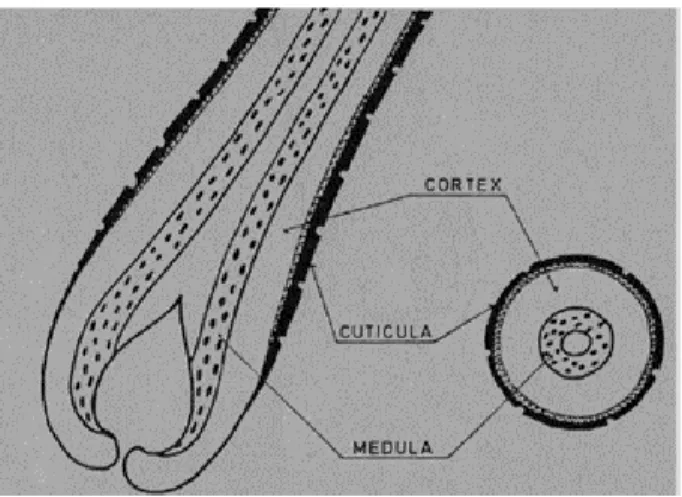 Figura 2.4: Estructura de una sección longitudinal  y transversal del tallo de un pelo primario 