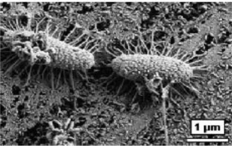 Figura 3.- Imagen de bacterias transportadora de electrones utilizando nanocables o pili,    esta imagen corresponde a una bacteria como la Geobacter