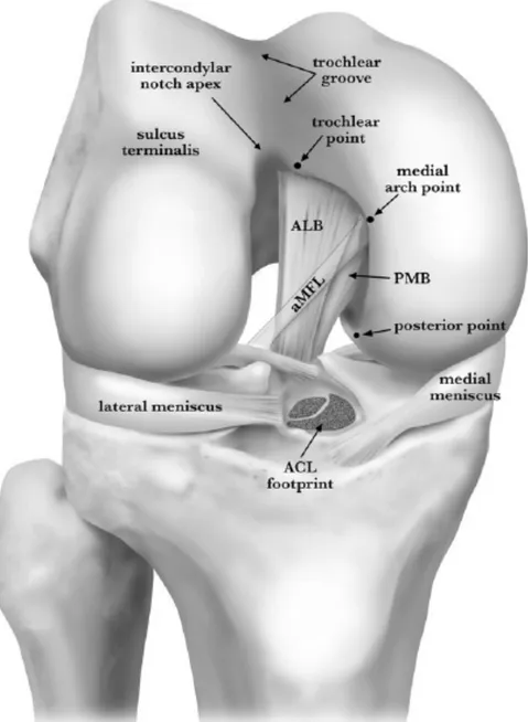Figura	 14:	 Ilustración	 esquemática	 de	 una	 vista	 anterior	 de	 una	 rodilla	 derecha	 flexionada	a	90º	demostrando	la	morfología	característica	del	margen	del	cartílago	 femoral	distal	del	escotadura	intercondíleo.	ACL	=	ligamento	cruzado	anterior,	A