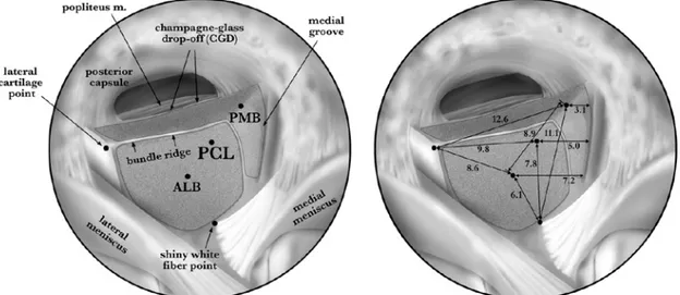 Figura	16:	Ilustración	esquemática	de	una	vista	artroscópica	de	la	inserción	tibial	 del	 LCP	 en	 una	 rodilla	 derecha.	 En	 estas	 imágenes	 se	 demuestran	 los	 reparos	 anatómicos	 mas	 importantes	 para	 cada	 haz	 y	 la	 proximidad	 de	 los	 centros