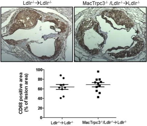Figure 2.  Aortic root sections from Ldlr −/−  → Ldlr −/−  or MacTrpc3 −/− /Ldlr −/−  → Ldlr −/−  mice that were  maintained on a high fat diet for 14 weeks, were stained with anti-CD68 antibody to evaluate macrophage  content