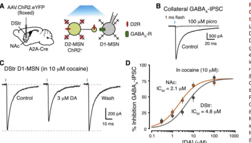 Figure 5. Axonal D2 Receptors Regulating Collateral Transmission Have Higher  Sensi-tivity in the NAc Medial Shell