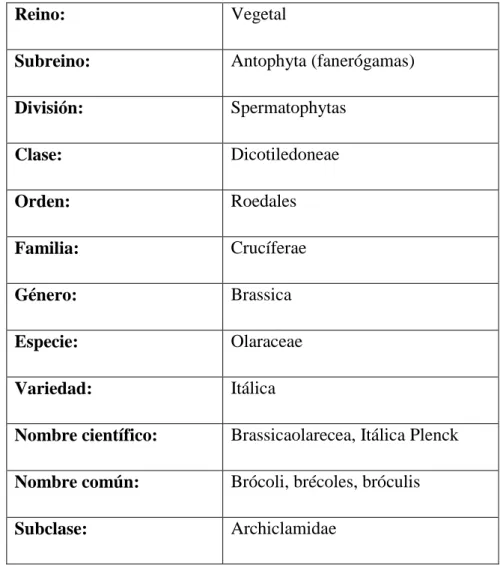 CUADRO N₀.2: IDENTIFICACIÓN BOTÁNICA DEL BRÓCOLI 