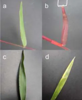 Figure 11. Foliar changes in B. humidicola (a) Drainage  and (b) Waterlogging treatments; B