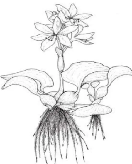 Figura 3-1: Eichhornia crassipes 