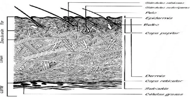Gráfico 1. Esquema de la piel. 