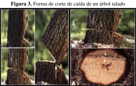 Figura 3. Forma de corte de caída de un árbol talado 