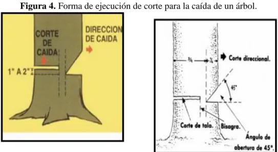 Figura 4. Forma de ejecución de corte para la caída de un árbol. 