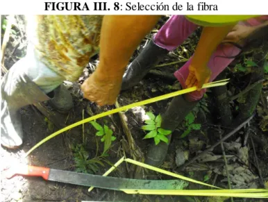 FIGURA III. 8: Selección de la fibra 