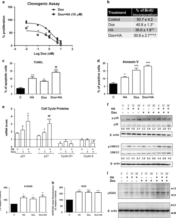 Figure 5. Histamine enhances anti-proliferative properties of doxorubicin in vitro. (a) Proliferation was evaluated by the clonogenic assay in human TNBC MDA-MB-231 cells treated with Dox (0.01 –10 nM) in the absence (closed circles) or presence (open circ