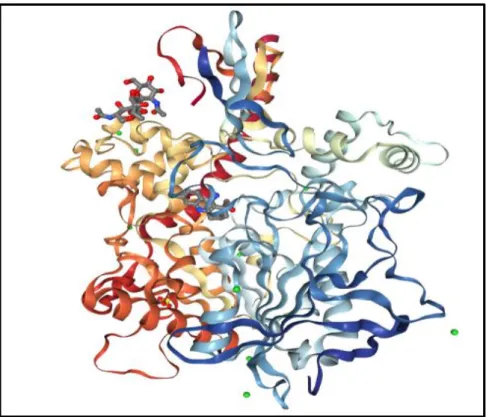 Figura 1.7.- Acetil colinesterasa  (Figura obtenida de Protein Data Bank)