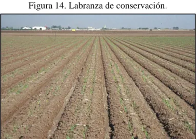 Figura 14. Labranza de conservación. 