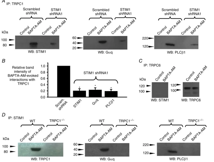 Figure 7. Store-depletion evokes associations between TRPC1, STIM1, G αq and PLCβ1