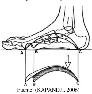 Figura 2. Boveda plantar 