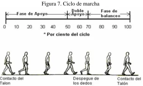 Figura 7. Ciclo de marcha 