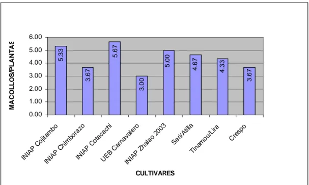 Gráfico  3. Número  de  macollos por planta de seis  cultivares  y  dos líneas promisorias de  Trigo, en localidad Laguacoto 2, cantón Guaranda, 2009