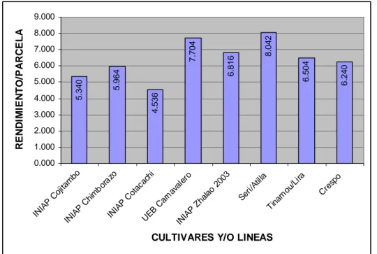 Gráfico  11.  Rendimiento  por  parcela  neta  de  seis  cultivares  y  dos  líneas  promisorias  de  Trigo, en la localidad, Laguacoto 2, cantón Guaranda, 2009