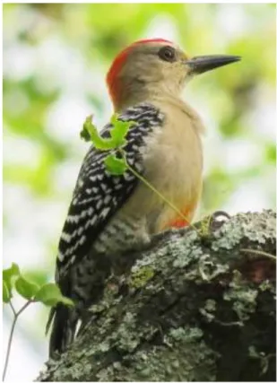 Figura 45. Melanerpes rubricapillus 