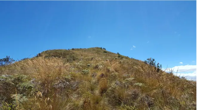 Figura 3. Zona de vida ubicada en la cima del Monte Puñay, Herbazal montano alto y montano alto superior  de páramo 