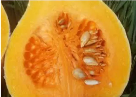 Figura 3.1. Zapallo (Cucurbita maxima) 