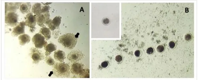 Figura 4. Selección y maduración ovocitaria.  En A se muestran complejos ovocito-cúmulus después del proceso de  maduración